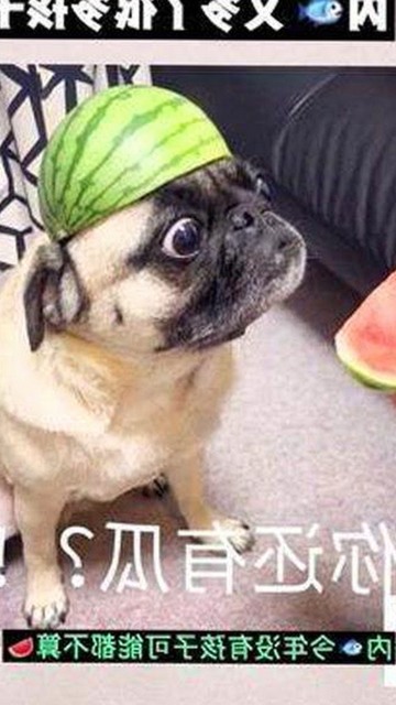 最新资讯：www.199麻豆免费版官方版带来全新体验