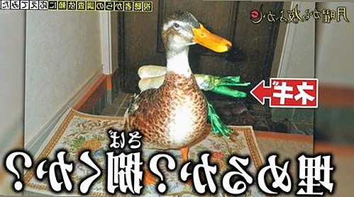探索91下载官方版免费版：安全快捷的影视资源新选择