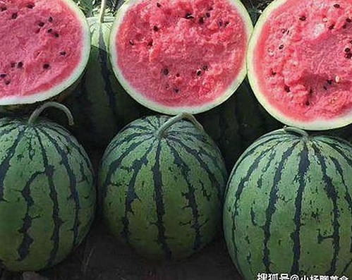从法律角度看麻豆视频在线观看官方版免费版的发展变迁
