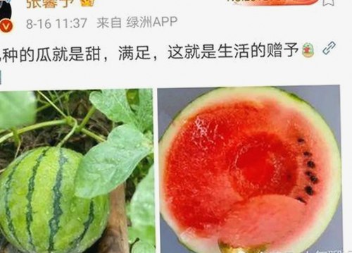 鲁鲁影院电视剧免费观看最新章节官方版下载：最新动向与幕后分析