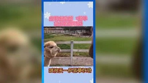 最新免费黄色官方版下载全面发布，淮北市用户必看