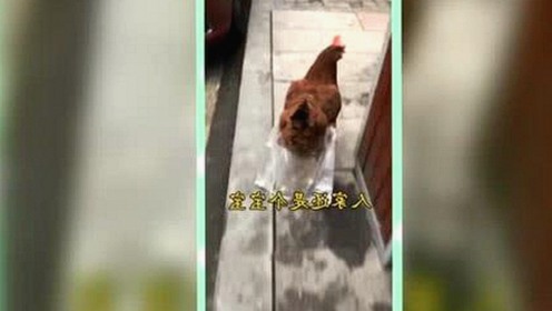 最新上线！豆花视频官方版带你畅享多元精彩内容