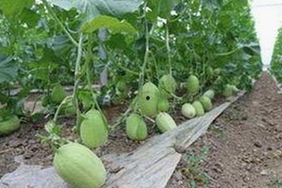雅安市人物聚焦：www91免费版官方版的最新动态与应用