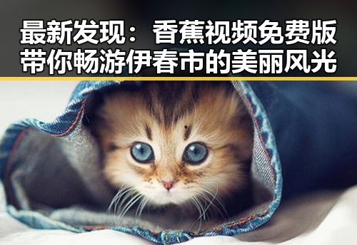 最新发现：香蕉视频免费版带你畅游伊春市的美丽风光