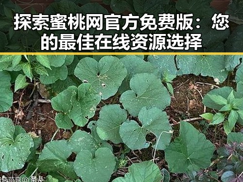 探索蜜桃网官方免费版：您的最佳在线资源选择