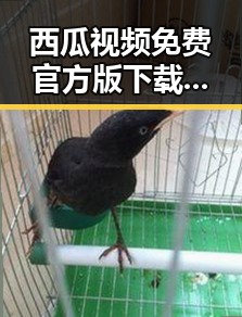西瓜视频免费官方版下载：长沙市用户的新宠