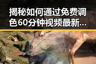 揭秘如何通过免费调色60分钟视频最新版下载提升视频品质