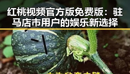 红桃视频官方版免费版：驻马店市用户的娱乐新选择
