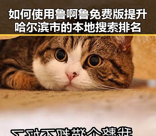 如何使用鲁啊鲁免费版提升哈尔滨市的本地搜索排名