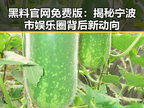 黑料 官网免费版：揭秘宁波市娱乐圈背后新动向